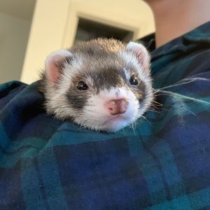 Meet your Posher, Okeydokeycn